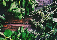 Health Benefits of Common Herbs